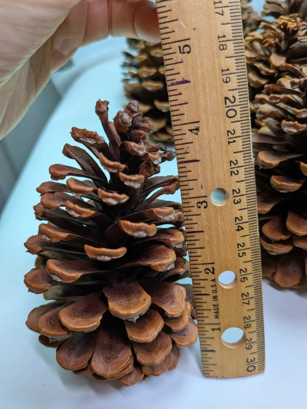 30 Natural Pinecones Lot 3